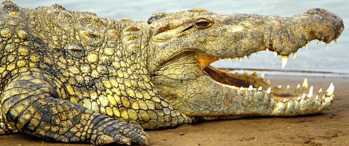 Nile Crocdile